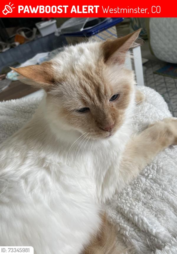 Lost Male Cat last seen 113th ave and kendall st, Westminster, CO 80020