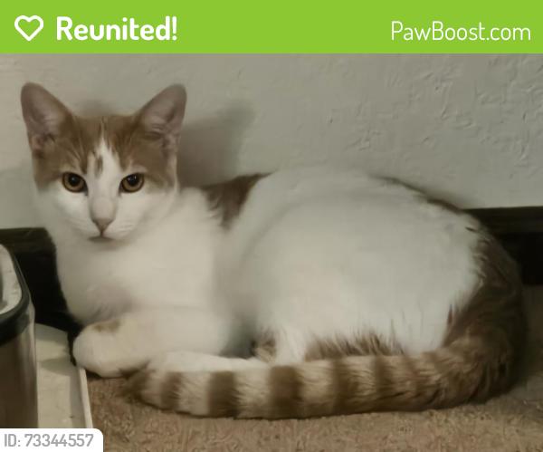 Reunited Male Cat last seen 32nd Ave & Zephyr Ct, Wheat Ridge, CO 80033