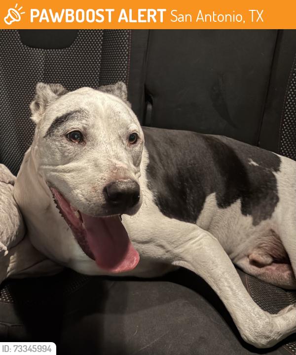 Found/Stray Male Dog last seen Independence, San Antonio, TX 78233