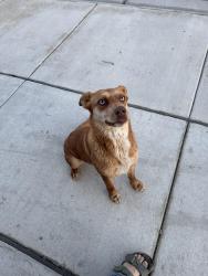 Found/Stray Unknown Dog last seen Happy valley and locust ln, Nampa, ID 83686
