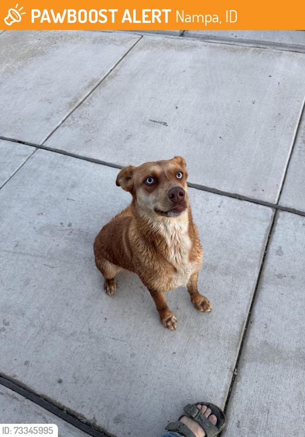 Found/Stray Unknown Dog last seen Happy valley and locust ln, Nampa, ID 83686