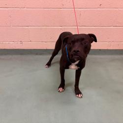 Shelter Stray Male Dog last seen , 2350 Appling City Cove, Memphis, TN 38133, USA