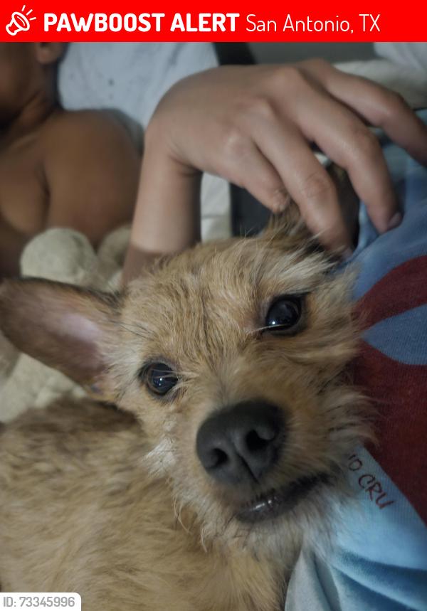 Lost Male Dog last seen Brittany Farm and Crystal Farm, San Antonio, TX 78244