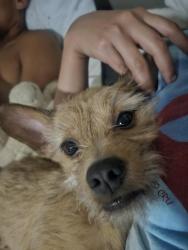 Lost Male Dog last seen Brittany Farm and Crystal Farm, San Antonio, TX 78244
