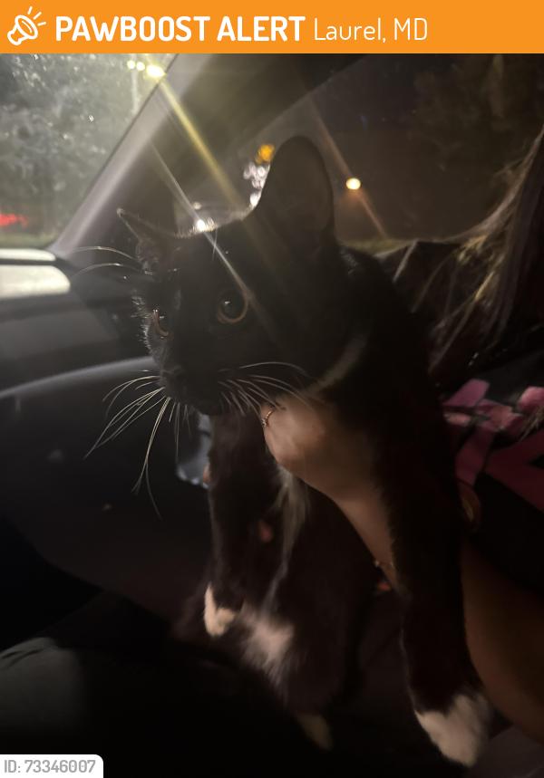 Found/Stray Male Cat last seen Gorman Ave and Sandy Spring Rd, Laurel, MD 20707