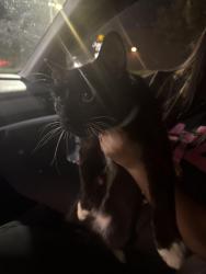 Found/Stray Male Cat last seen Gorman Ave and Sandy Spring Rd, Laurel, MD 20707