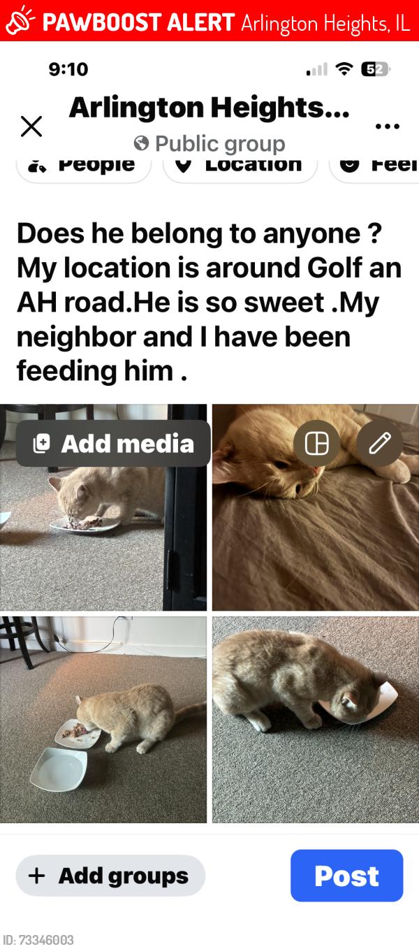 Lost Male Cat last seen Golf rd And Arlington Heights rd, Arlington Heights, IL 60005