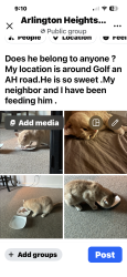 Lost Male Cat last seen Golf rd And Arlington Heights rd, Arlington Heights, IL 60005