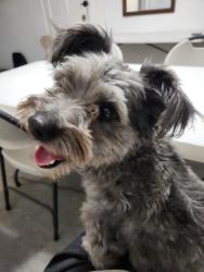 Lost Male Dog last seen Near Boone Rd and Bissonnet St, Houston, TX 77099