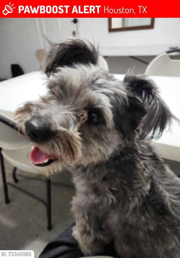 Lost Male Dog last seen Near Boone Rd and Bissonnet St, Houston, TX 77099