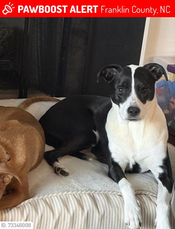 Lost Female Dog last seen Cooke Rd and flt Rock Church Rd, Franklin County, NC 27549