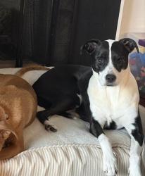 Lost Female Dog last seen Cooke Rd and flt Rock Church Rd, Franklin County, NC 27549