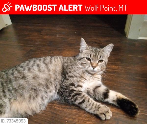 Lost Female Cat last seen 1st ave S, Wolf Point, MT 59201