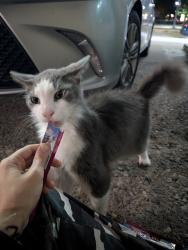Reunited Unknown Cat last seen Oakwood and St Clair W, Toronto, ON 