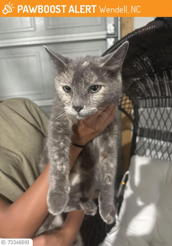 Found/Stray Female Cat last seen The grove in Wendell, Wendell, NC 27591