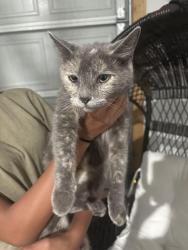 Found/Stray Female Cat last seen The grove in Wendell, Wendell, NC 27591