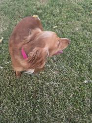 Reunited Female Dog last seen Fasken park, Midland, TX 79708