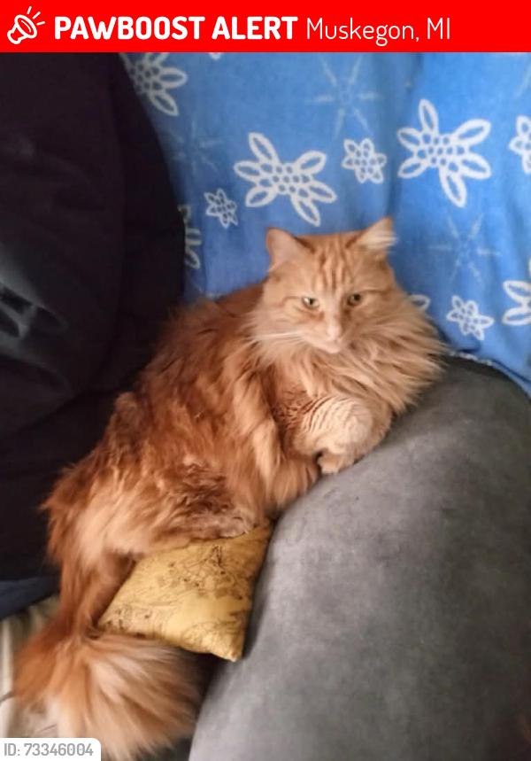 Lost Male Cat last seen Glen Oaks apmts, Muskegon, MI 49442