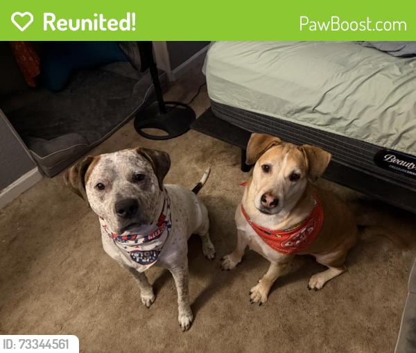 Reunited Male Dog last seen Angelos mini mart, St. Petersburg, FL 33714