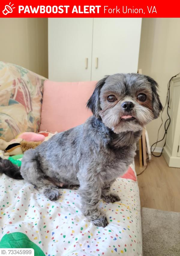 Lost Female Dog last seen Route 15 Fork Union VA, Fork Union, VA 23055