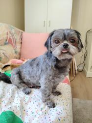 Lost Female Dog last seen Route 15 Fork Union VA, Fork Union, VA 23055