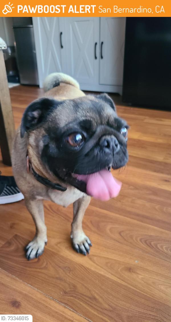 Found/Stray Female Dog last seen San bernardino, San Bernardino, CA 92407