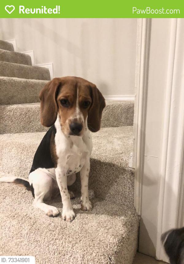 Reunited Female Dog last seen Near Chapel Hill Ln, Arlington, TX 76014, USA, Arlington, TX 76014