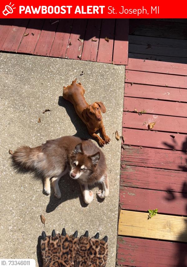 Lost Female Dog last seen Camelot, St. Joseph, MI 49085
