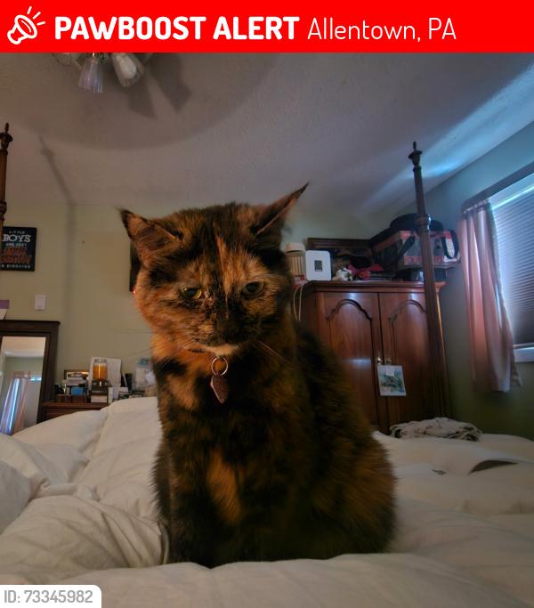 Lost Female Cat last seen Patricia and Edward Drive, Allentown, PA 18103