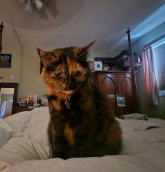 Lost Female Cat last seen Patricia and Edward Drive, Allentown, PA 18103