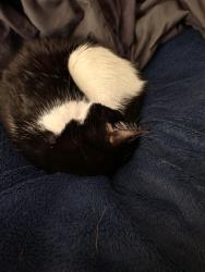 Reunited Female Cat last seen Wolverine and greyback by the high school, Centerton, AR 72719