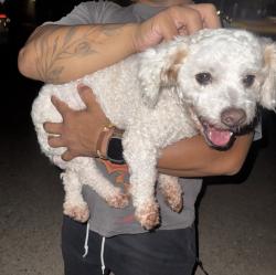 Reunited Male Dog last seen NW 28th St, Bethany, OK, USA, Bethany, OK 73008