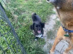 Lost Male Dog last seen Near e raccoon valley dr, Powell, TN 37849