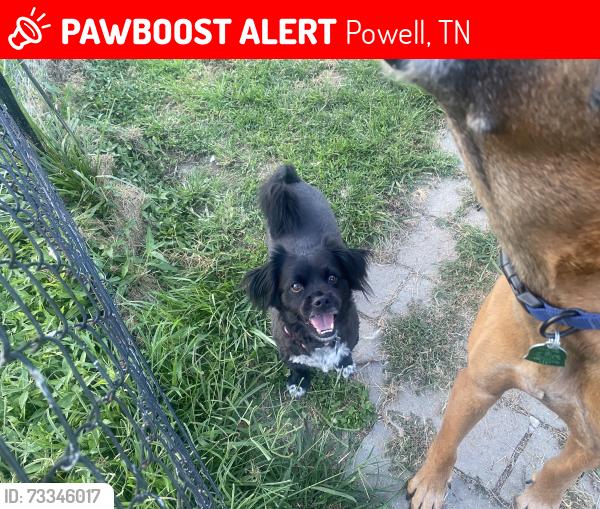 Lost Male Dog last seen Near e raccoon valley dr, Powell, TN 37849
