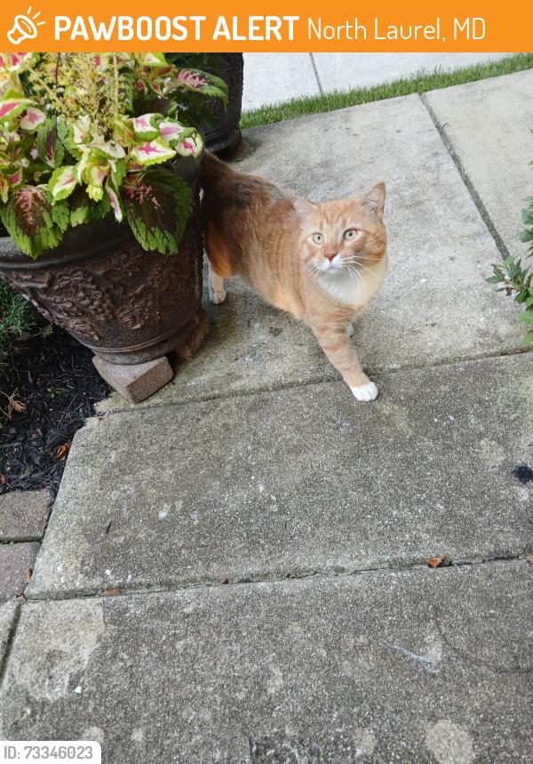 Found/Stray Male Cat last seen June Flowers Way and Palace Hall Dr, North Laurel, MD 20723