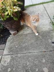 Found/Stray Male Cat last seen June Flowers Way and Palace Hall Dr, North Laurel, MD 20723