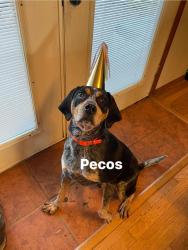 Lost Male Dog last seen Centerpoint Rd & past Old Bastrop Rd, San Marcos, TX 78666