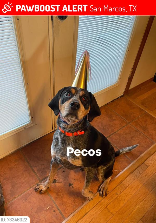Lost Male Dog last seen Centerpoint Rd & past Old Bastrop Rd, San Marcos, TX 78666
