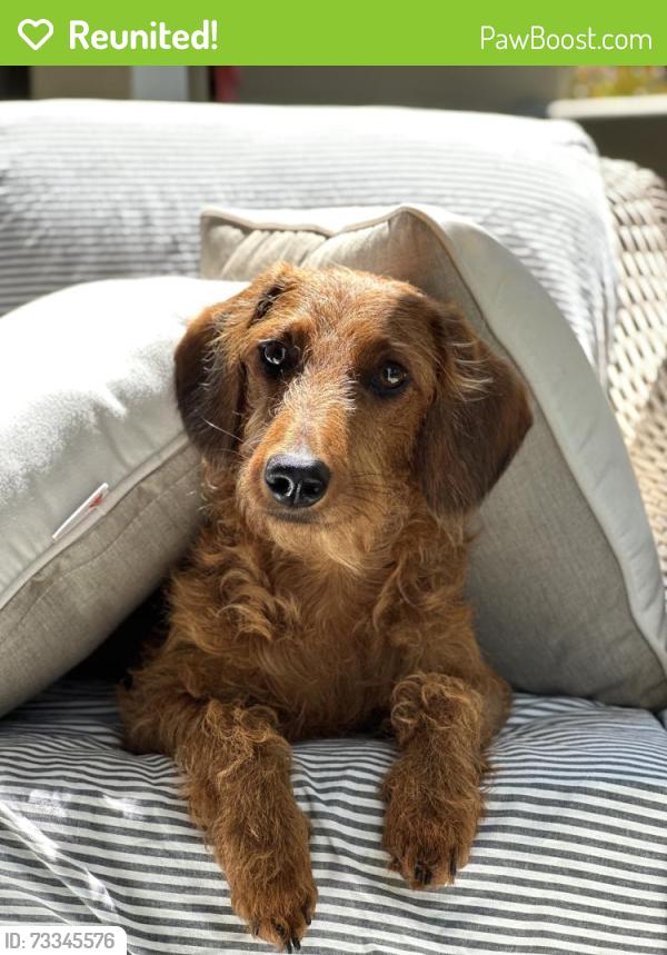 Reunited Female Dog last seen Joeger / Creekhaven, Auburn, CA 95602