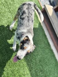 Lost Male Dog last seen 43rd st 92113, San Diego, CA 92113