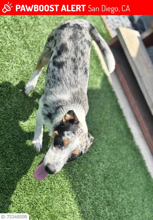 Lost Male Dog last seen 43rd st 92113, San Diego, CA 92113