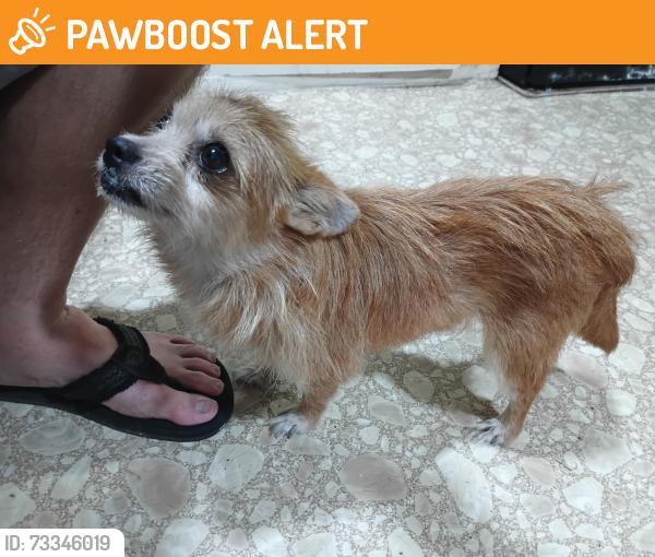 Found/Stray Female Dog last seen Fm 1774 and misty meadows Dr., Montgomery County, TX 77355