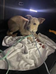 Found/Stray Male Dog last seen Country View Village, San Antonio, TX 78240
