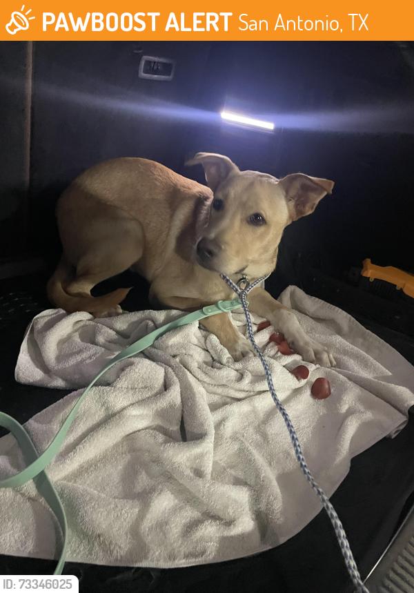Found/Stray Male Dog last seen Country View Village, San Antonio, TX 78240