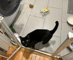 Lost Female Cat last seen Kildaire Farm Rd and Forest Run Pl, Cary, NC 27518