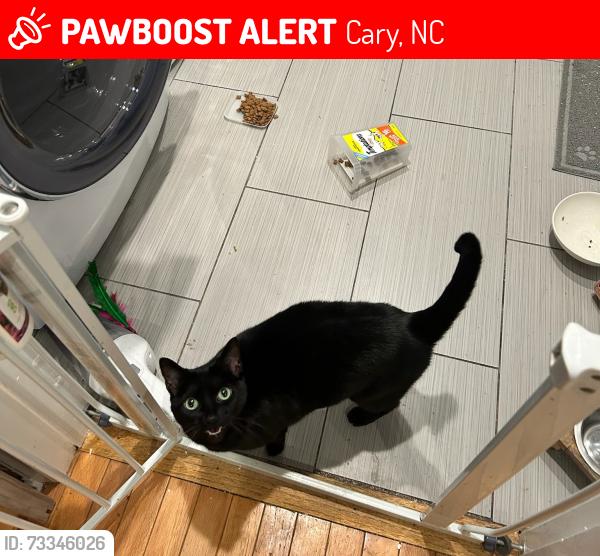 Lost Female Cat last seen Kildaire Farm Rd and Forest Run Pl, Cary, NC 27518