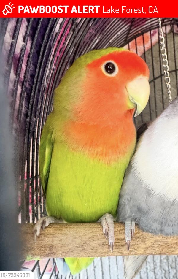 Lost Female Bird last seen Near Mosswood Way, Lake Forest, CA 92630