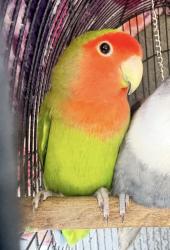 Lost Female Bird last seen Near Mosswood Way, Lake Forest, CA 92630