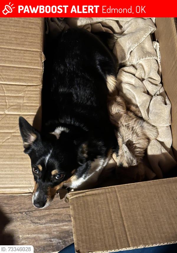Lost Female Dog last seen Santa Fe and Simmons, Edmond, OK 73025