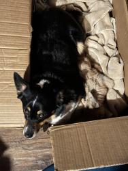 Lost Female Dog last seen Santa Fe and Simmons, Edmond, OK 73025